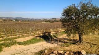 Penedès en tàndem