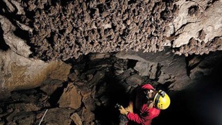 La síndrome del nas blanc dels ratpenats