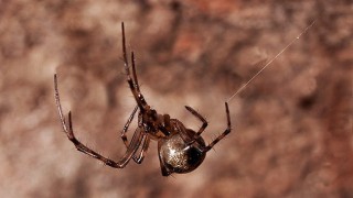 Nínxol ecològic diferenciat de les aranyes Meta.