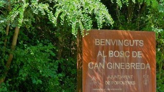 Bosc de can ginebreda.