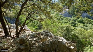 Pla de Sobremunt pels passos del comellar de s'Engegada i de na Lluïsa