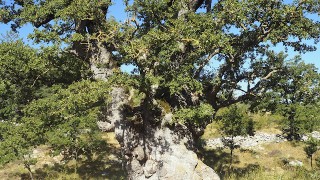 Roure de les Berrugues. Maestrat.