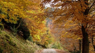 Boscos d'Ogassa i Bruguera a la tardor