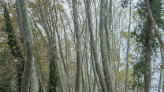 Camí de la Torre d’en Malla (130 m.)
