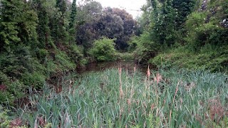 El bassí (prats de lluçanès)