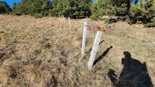 Pastuira/Borregues des de Setcases