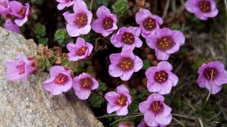 Les flors dels Pirineus