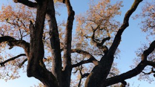 GR-3: Vidrà – Vallfogona del Ripollès – Sant Joan de les Abadesses (1.545 m) Camins del Bisbe i Abat Oliba