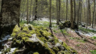 La fageda de Conangles