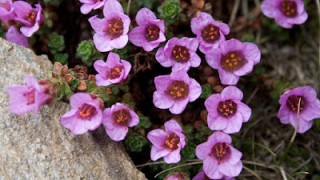 Temps de flors al Pirineu