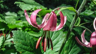 Temps de flors alpines