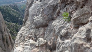 **** Tomàquets d’Amagatotis (130m, 6a), La Palleta, Montserrat